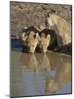 Three Lion Cubs Drinking, Masai Mara National Reserve, Kenya, East Africa, Africa-James Hager-Mounted Photographic Print