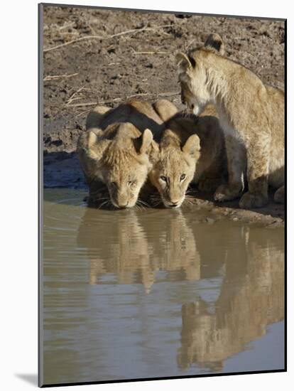 Three Lion Cubs Drinking, Masai Mara National Reserve, Kenya, East Africa, Africa-James Hager-Mounted Photographic Print