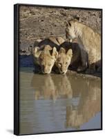 Three Lion Cubs Drinking, Masai Mara National Reserve, Kenya, East Africa, Africa-James Hager-Framed Photographic Print
