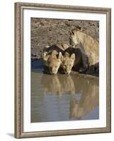 Three Lion Cubs Drinking, Masai Mara National Reserve, Kenya, East Africa, Africa-James Hager-Framed Photographic Print