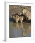 Three Lion Cubs Drinking, Masai Mara National Reserve, Kenya, East Africa, Africa-James Hager-Framed Photographic Print