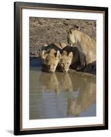 Three Lion Cubs Drinking, Masai Mara National Reserve, Kenya, East Africa, Africa-James Hager-Framed Photographic Print