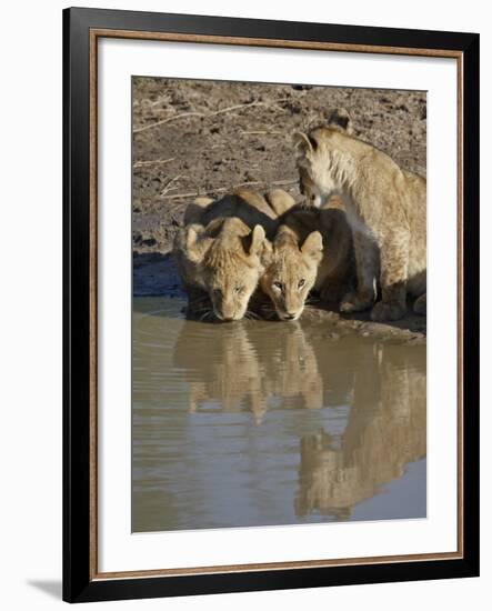 Three Lion Cubs Drinking, Masai Mara National Reserve, Kenya, East Africa, Africa-James Hager-Framed Photographic Print