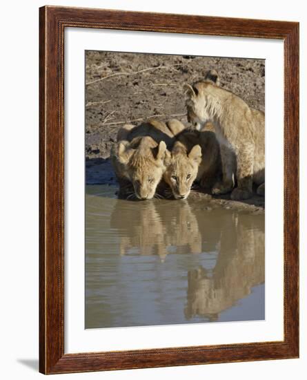 Three Lion Cubs Drinking, Masai Mara National Reserve, Kenya, East Africa, Africa-James Hager-Framed Photographic Print