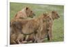 Three Lion Cubs, Ngorongoro Conservation Area, Tanzania-James Heupel-Framed Photographic Print