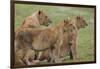 Three Lion Cubs, Ngorongoro Conservation Area, Tanzania-James Heupel-Framed Photographic Print