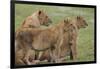 Three Lion Cubs, Ngorongoro Conservation Area, Tanzania-James Heupel-Framed Photographic Print