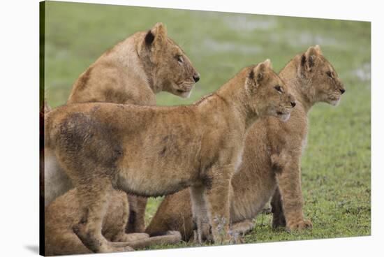 Three Lion Cubs, Ngorongoro Conservation Area, Tanzania-James Heupel-Stretched Canvas