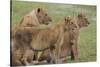 Three Lion Cubs, Ngorongoro Conservation Area, Tanzania-James Heupel-Stretched Canvas