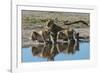 Three lionesses (Panthera leo) at waterhole, Botswana, Africa-Sergio Pitamitz-Framed Photographic Print