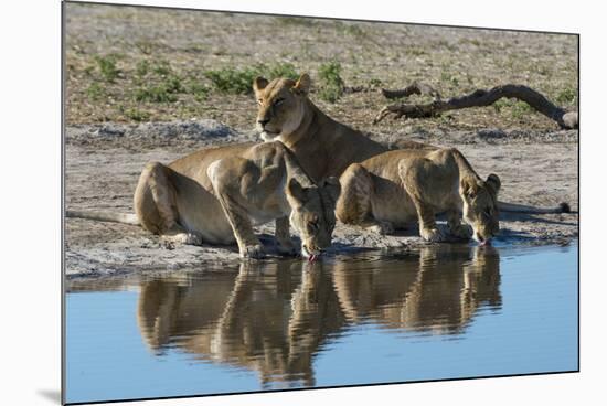 Three lionesses (Panthera leo) at waterhole, Botswana, Africa-Sergio Pitamitz-Mounted Photographic Print