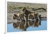 Three lionesses (Panthera leo) at waterhole, Botswana, Africa-Sergio Pitamitz-Framed Photographic Print