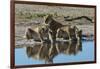 Three lionesses (Panthera leo) at waterhole, Botswana, Africa-Sergio Pitamitz-Framed Photographic Print