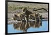 Three lionesses (Panthera leo) at waterhole, Botswana, Africa-Sergio Pitamitz-Framed Photographic Print