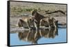 Three lionesses (Panthera leo) at waterhole, Botswana, Africa-Sergio Pitamitz-Framed Stretched Canvas