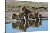 Three lionesses (Panthera leo) at waterhole, Botswana, Africa-Sergio Pitamitz-Stretched Canvas