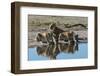 Three lionesses (Panthera leo) at waterhole, Botswana, Africa-Sergio Pitamitz-Framed Photographic Print