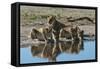 Three lionesses (Panthera leo) at waterhole, Botswana, Africa-Sergio Pitamitz-Framed Stretched Canvas