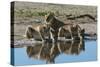 Three lionesses (Panthera leo) at waterhole, Botswana, Africa-Sergio Pitamitz-Stretched Canvas