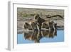 Three lionesses (Panthera leo) at waterhole, Botswana, Africa-Sergio Pitamitz-Framed Photographic Print