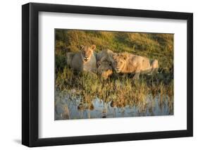 Three Lions Drinking from Pond-Sheila Haddad-Framed Premium Photographic Print