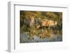 Three Lions Drinking from Pond-Sheila Haddad-Framed Premium Photographic Print