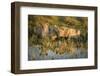 Three Lions Drinking from Pond-Sheila Haddad-Framed Photographic Print