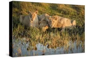Three Lions Drinking from Pond-Sheila Haddad-Stretched Canvas