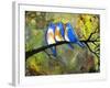 Three Little Bluebirds-Blenda Tyvoll-Framed Giclee Print