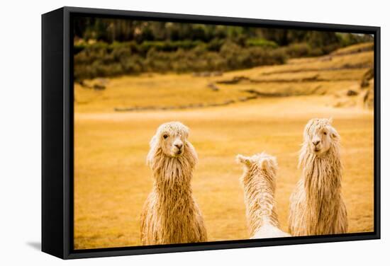 Three Llamas, Sacsayhuaman Ruins, Cusco, Peru, South America-Laura Grier-Framed Stretched Canvas