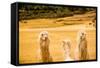 Three Llamas, Sacsayhuaman Ruins, Cusco, Peru, South America-Laura Grier-Framed Stretched Canvas