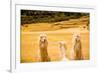 Three Llamas, Sacsayhuaman Ruins, Cusco, Peru, South America-Laura Grier-Framed Photographic Print