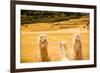 Three Llamas, Sacsayhuaman Ruins, Cusco, Peru, South America-Laura Grier-Framed Photographic Print