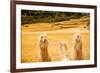 Three Llamas, Sacsayhuaman Ruins, Cusco, Peru, South America-Laura Grier-Framed Photographic Print