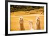 Three Llamas, Sacsayhuaman Ruins, Cusco, Peru, South America-Laura Grier-Framed Photographic Print