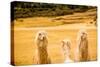 Three Llamas, Sacsayhuaman Ruins, Cusco, Peru, South America-Laura Grier-Stretched Canvas