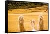 Three Llamas, Sacsayhuaman Ruins, Cusco, Peru, South America-Laura Grier-Framed Stretched Canvas