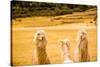 Three Llamas, Sacsayhuaman Ruins, Cusco, Peru, South America-Laura Grier-Stretched Canvas