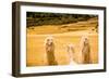 Three Llamas, Sacsayhuaman Ruins, Cusco, Peru, South America-Laura Grier-Framed Photographic Print