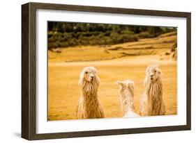 Three Llamas, Sacsayhuaman Ruins, Cusco, Peru, South America-Laura Grier-Framed Photographic Print