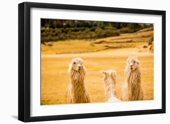 Three Llamas, Sacsayhuaman Ruins, Cusco, Peru, South America-Laura Grier-Framed Photographic Print