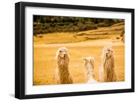 Three Llamas, Sacsayhuaman Ruins, Cusco, Peru, South America-Laura Grier-Framed Photographic Print