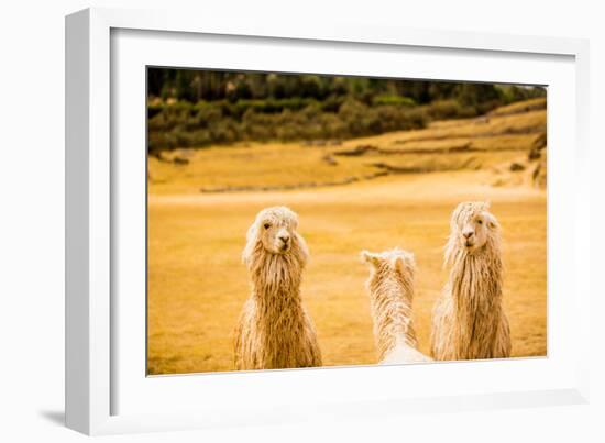 Three Llamas, Sacsayhuaman Ruins, Cusco, Peru, South America-Laura Grier-Framed Photographic Print
