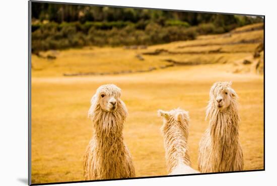 Three Llamas, Sacsayhuaman Ruins, Cusco, Peru, South America-Laura Grier-Mounted Photographic Print