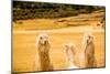 Three Llamas, Sacsayhuaman Ruins, Cusco, Peru, South America-Laura Grier-Mounted Photographic Print