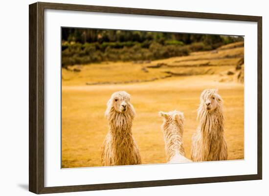 Three Llamas, Sacsayhuaman Ruins, Cusco, Peru, South America-Laura Grier-Framed Photographic Print