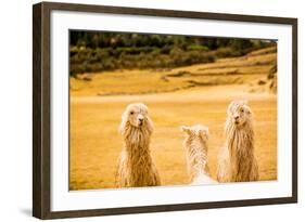 Three Llamas, Sacsayhuaman Ruins, Cusco, Peru, South America-Laura Grier-Framed Photographic Print