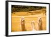 Three Llamas, Sacsayhuaman Ruins, Cusco, Peru, South America-Laura Grier-Framed Photographic Print