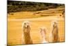 Three Llamas, Sacsayhuaman Ruins, Cusco, Peru, South America-Laura Grier-Mounted Photographic Print