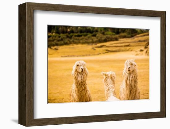 Three Llamas, Sacsayhuaman Ruins, Cusco, Peru, South America-Laura Grier-Framed Photographic Print